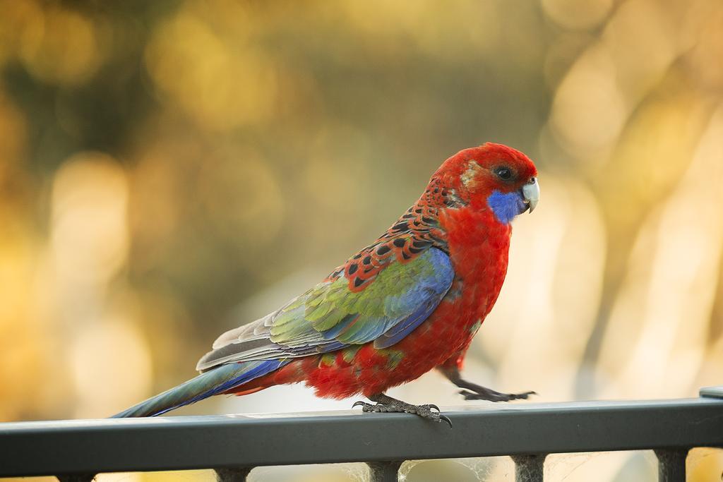 Alivio Tourist Park Canberra Bagian luar foto